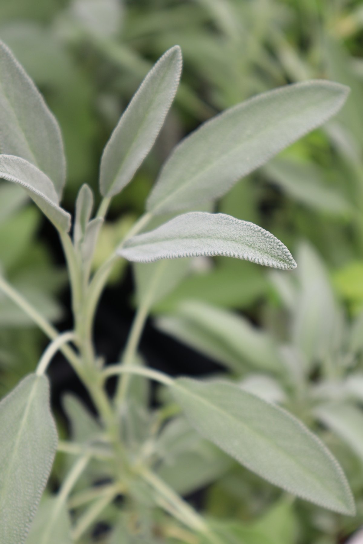 Green Leaves in Close Up Photography